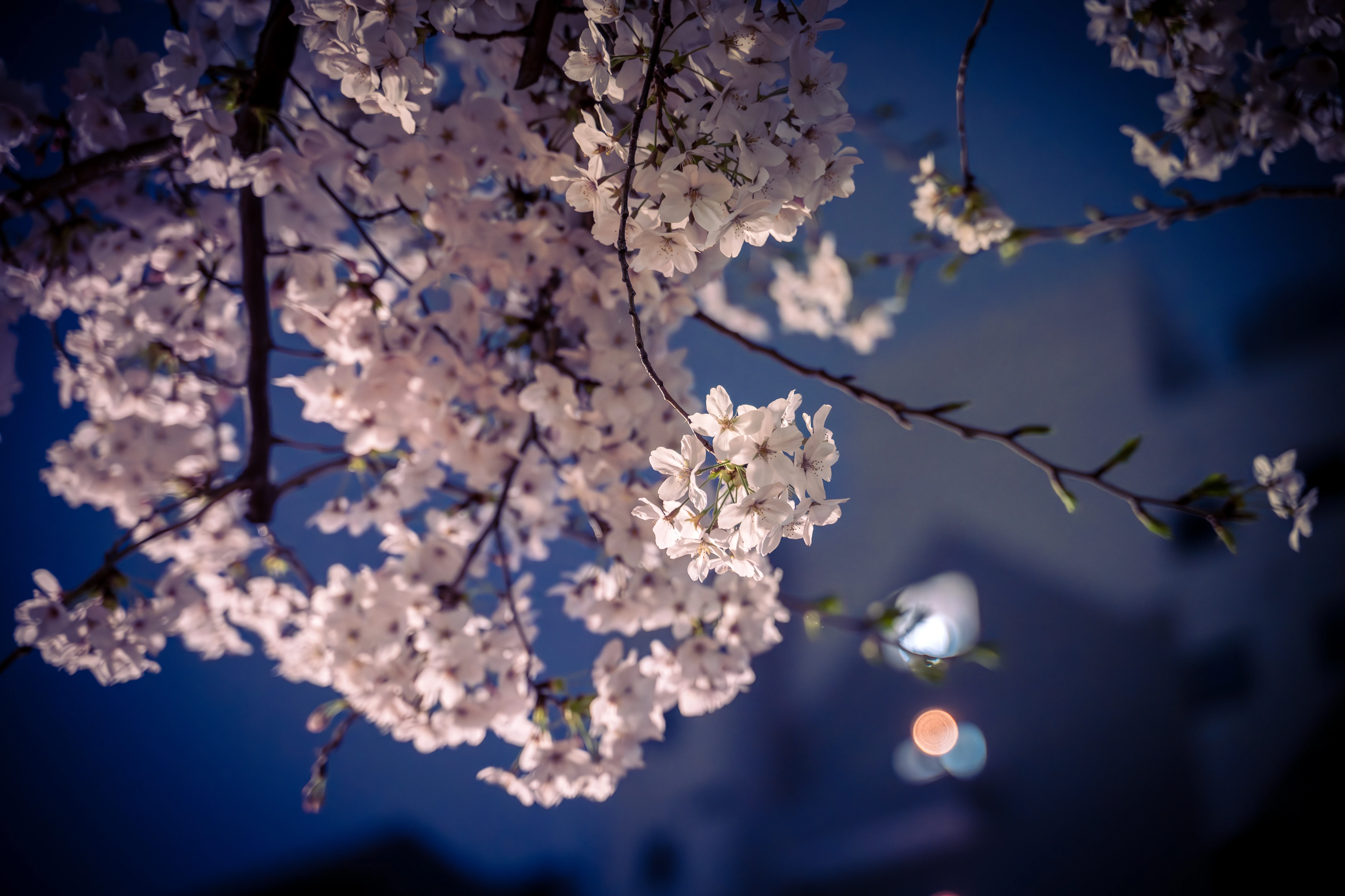 Ethereal Night Blossoms Under a Deep Blue Moonlit Sky